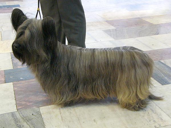 The Skye terrier, a long haired terrier, is considered endangered.