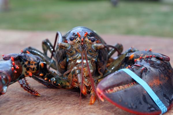How long do lobsters live? A rough estimate is 70-100 years, but water temperature plays a big role.
