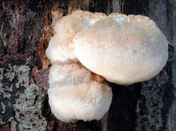 The lion's mane mushroom with its spiny "lion's mane". Lion manes benefits are many.
