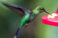 How to make hummingbird food: Dissolve one part sugar in four parts water for a simple sugar solution.