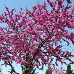 Redbud trees and small trees with colorful leaves and good smelling flowers. You can plant them from seeds when the weather gets warm in the spring.