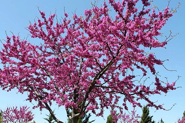 Redbud trees and small trees with colorful leaves and good smelling flowers. You can plant them from seeds when the weather gets warm in the spring.
