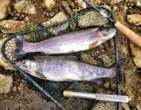 Trout fishing is very popular, and here are some facts about regulations, trout fishing season and locations.