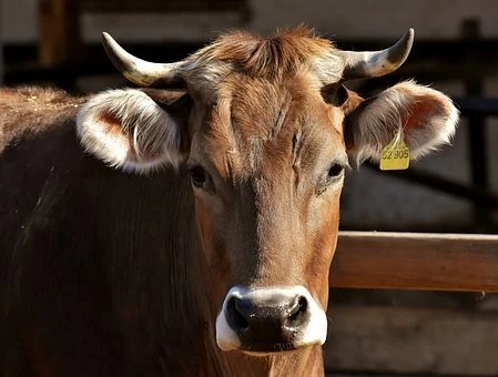 Where To Buy Male Cows