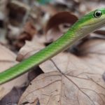 Where Can I Buy A Rough Green Snake