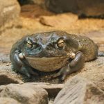 Psychedelic Toad of the Sonoran Desert Pdf