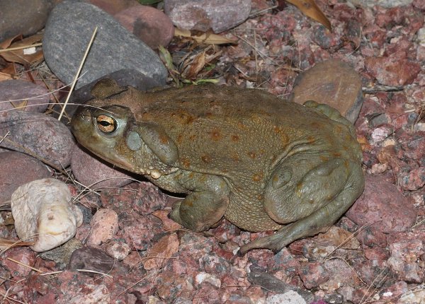 Psychedelic Toad of the Sonoran Desert Pdf