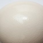 What does ostrich egg taste like?